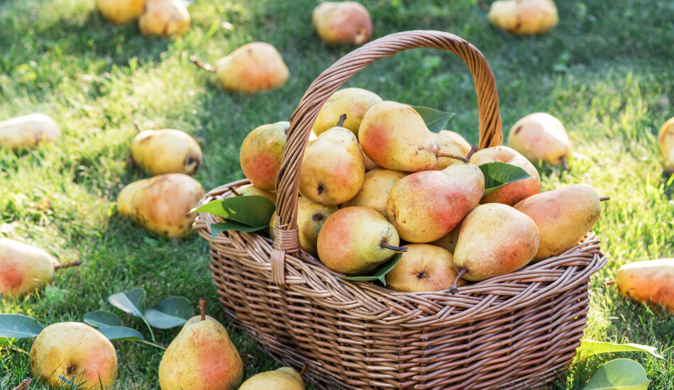 peren site
