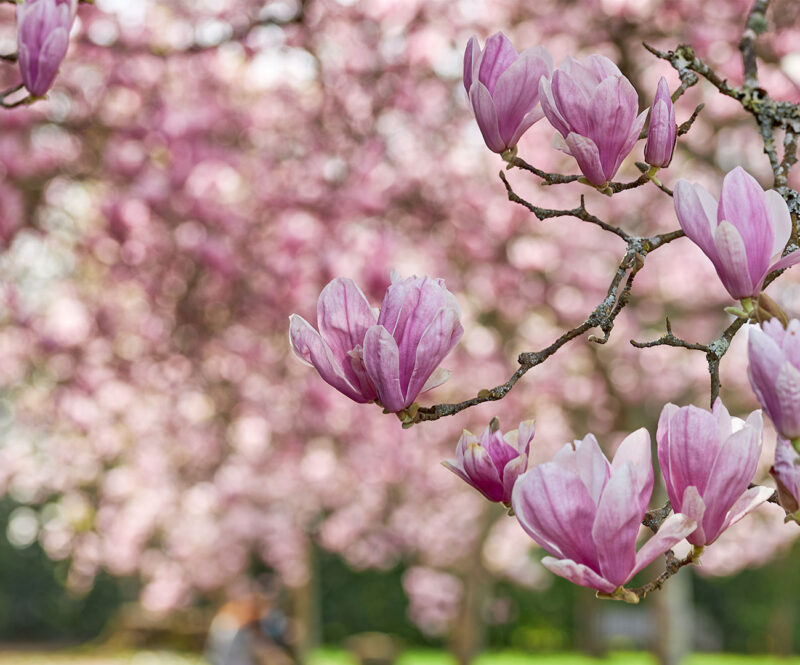 Zo maak je zelf magnoliasiroop