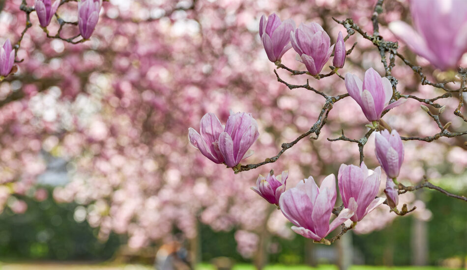 magnoliasiroop-shutterstock_1935776599-1920x1080