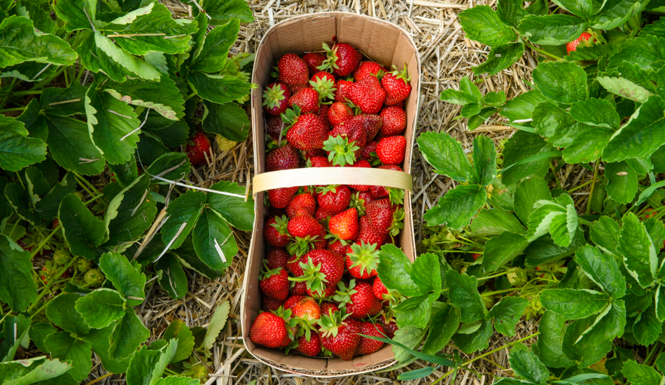 aardbeien in een mandje